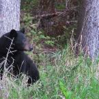 Protective Mother Bear
 / Сердитая медведица